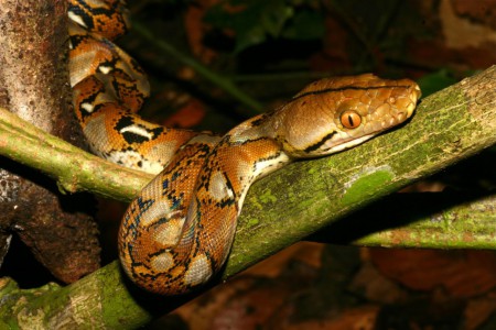 Reticulated Python Broghammerus reticulatus Danum Valley, Sabah, Malaysia